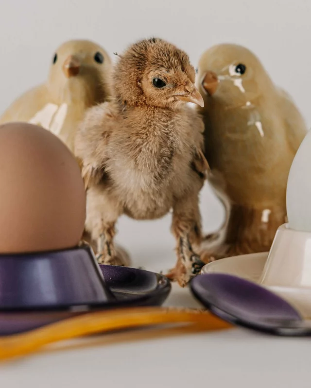 🐣 Küken oder Ei? Eier oder Löffel? 🥚

Salz & Pfeffer Streuer in Kükenform von @quail_ceramics, Eicherbecher und Eierlöffel in vielen Farben von @heimsoehne